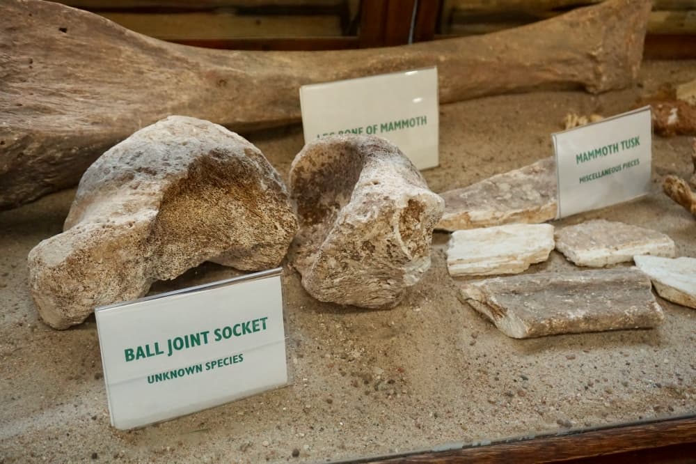 fossils
