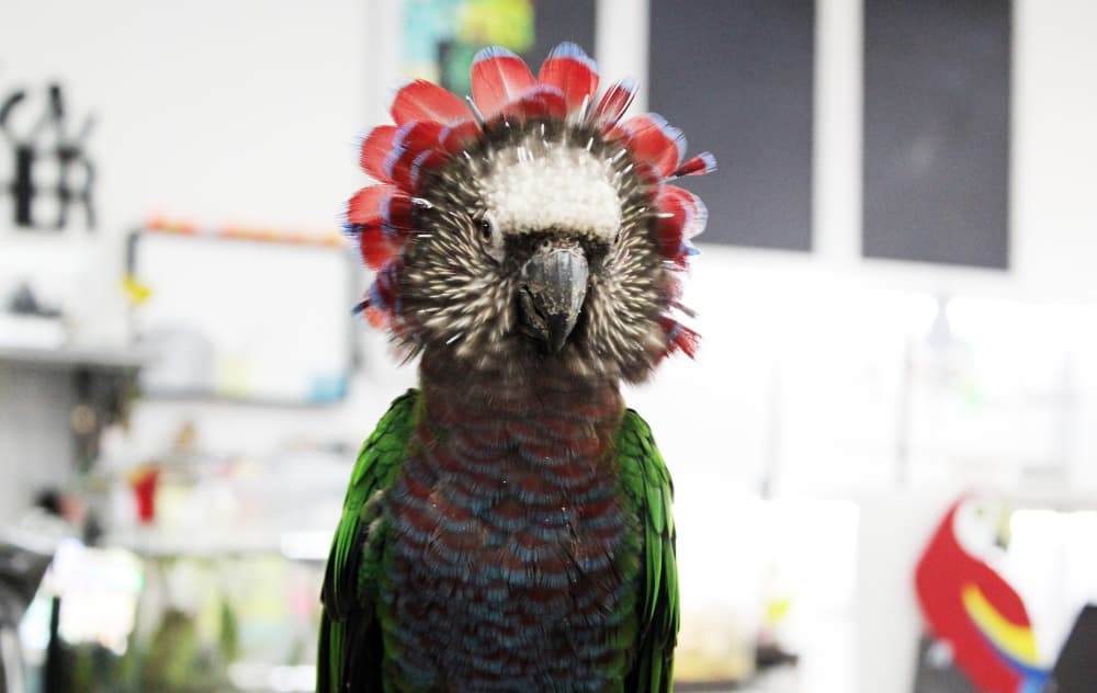 Birdiacs offers decades of industry experience