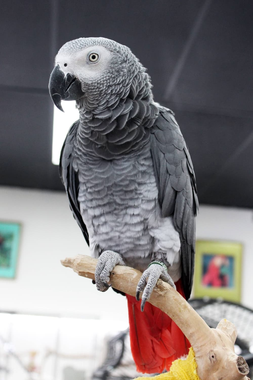 Gray parrot with red and yellow tail feathers