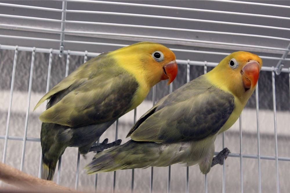 Two primarily green and yellow birds in a cage. 