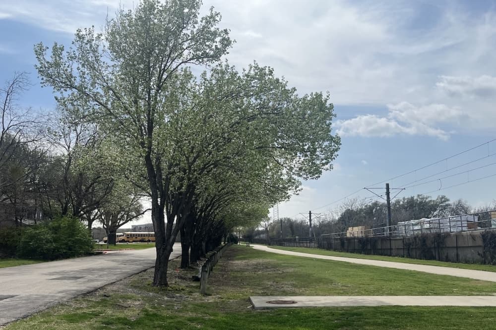 Richardson City Council adopts tree mitigation, preservation ordinance