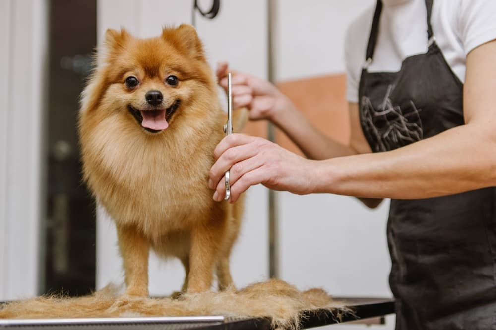 Splash and Dash Groomerie & Boutique to offer pet grooming services in Prosper