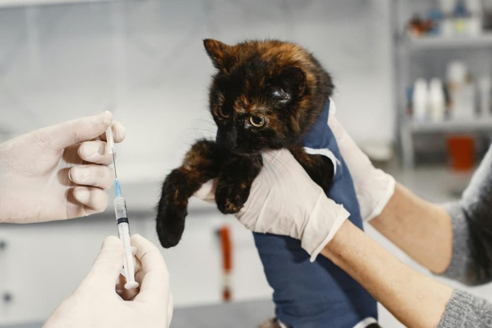 Harris County Public Health announces Wellness on Wheels dates, free pet vaccinations