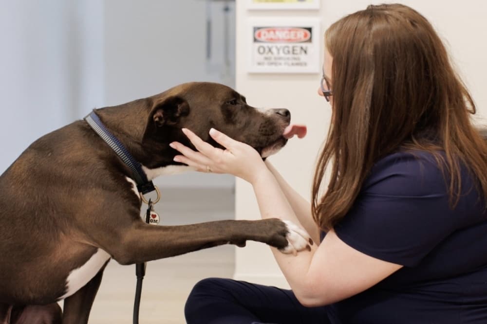 Petfolk veterinary clinic coming soon to San Antonio