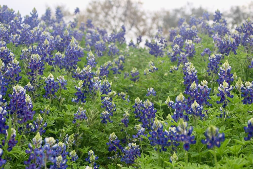 Bluebonnet season is early this year—what does it mean?