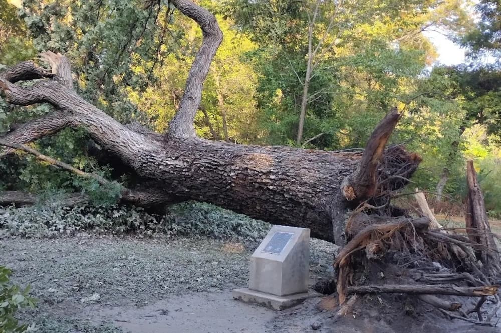 City of Plano seeking artists to repurpose wood from region's oldest, tallest tree