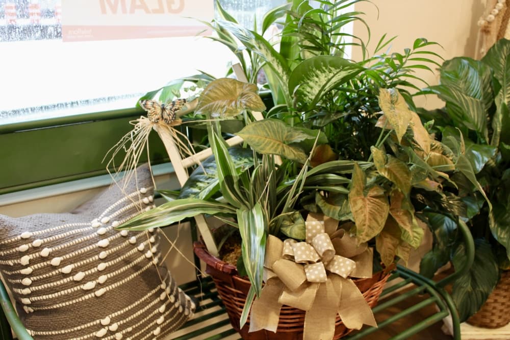 Plant arrangement 
