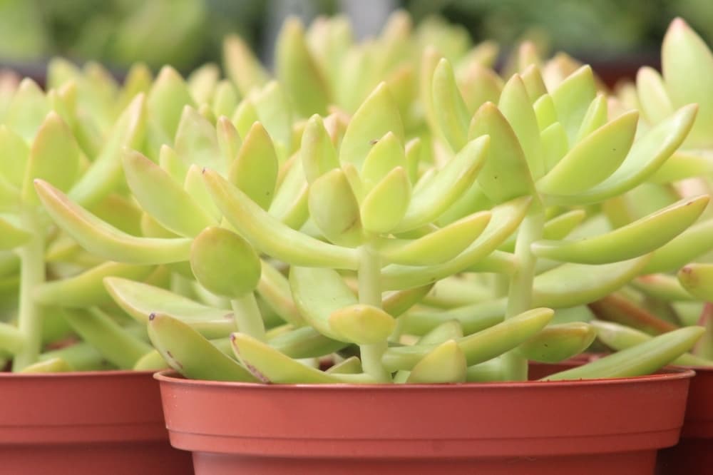 Prepare for spring with 7 New Braunfels nurseries