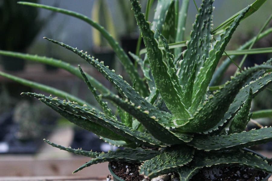 Spiky plant