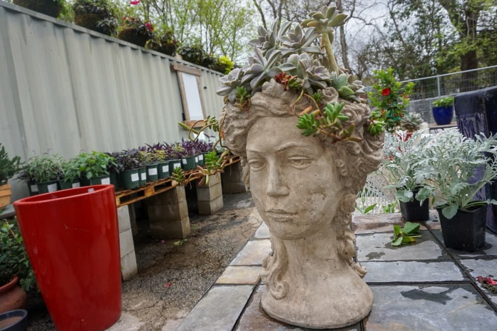 Cultivated New Braunfels