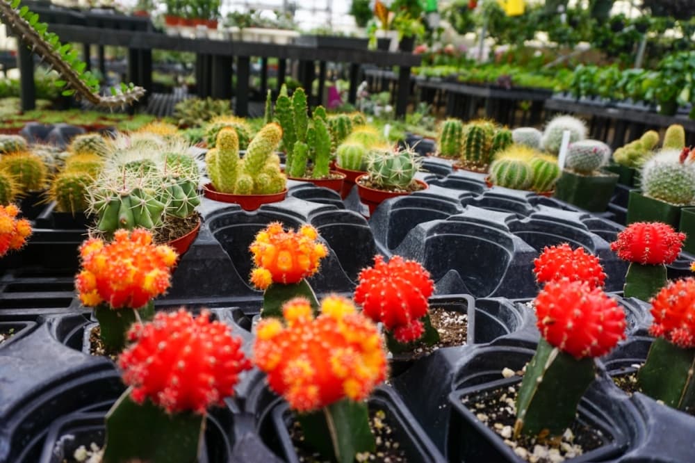 The Plant Haus succulent 