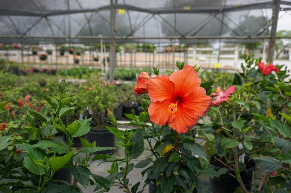 Maldonado Nursery Landscape and Irrigation