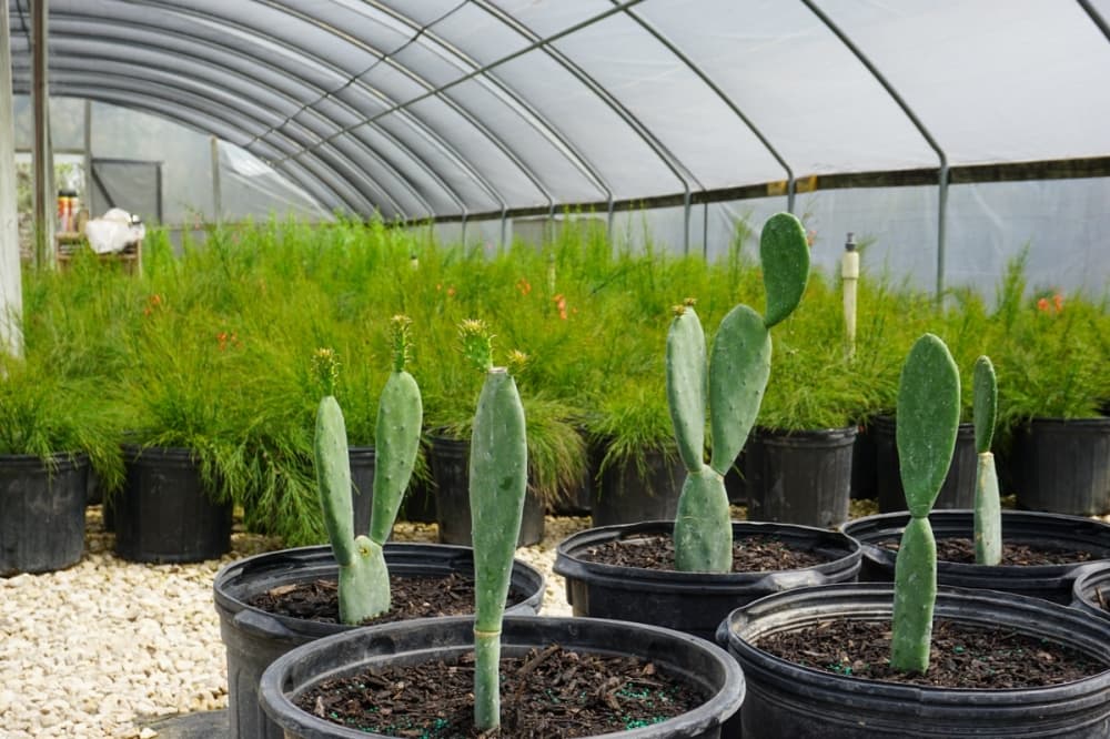 Thai-T Nursery 