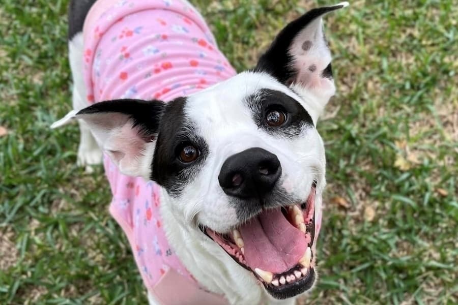 Georgetown enters agreement with the Williamson County Animal Shelter for merger