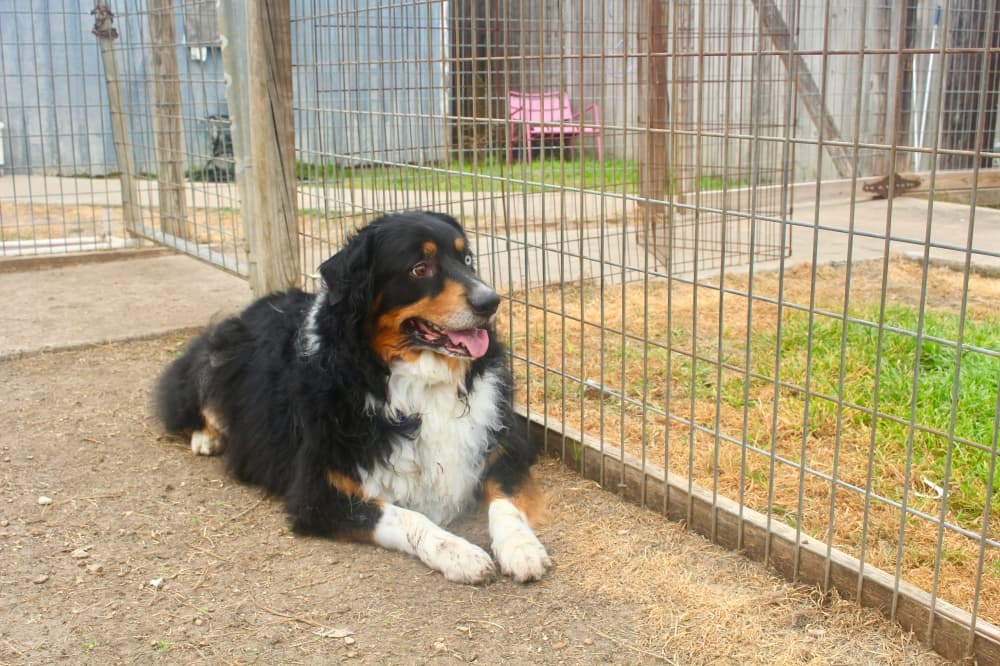 dog