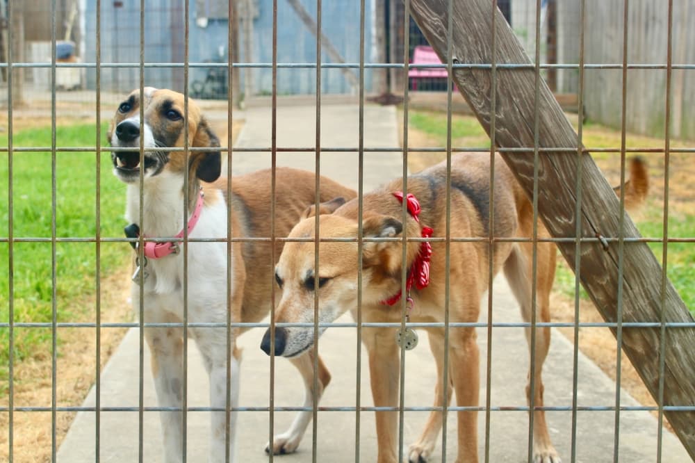 dogs