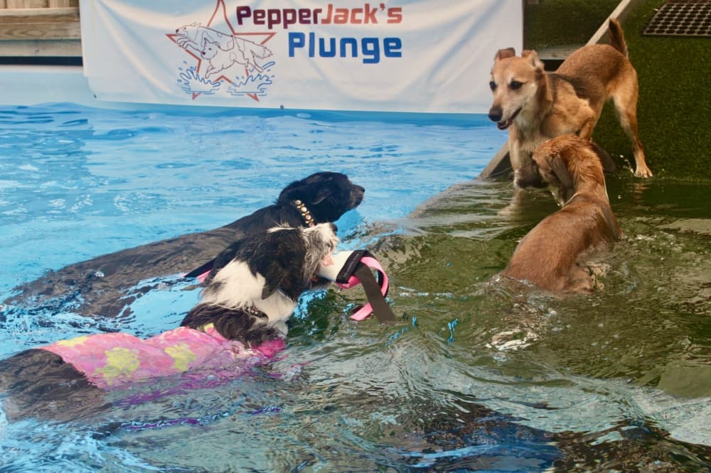 Doggy Day Out offers all things canine to Pflugerville