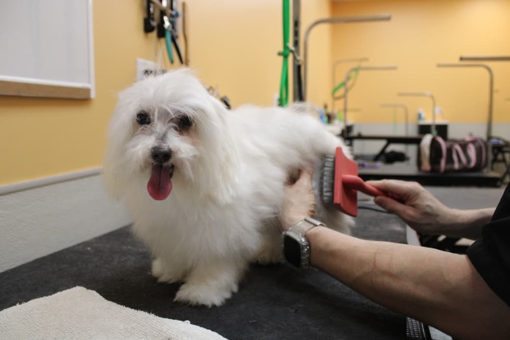 Pet Evolution owner wants to be Frisco’s pet consultant