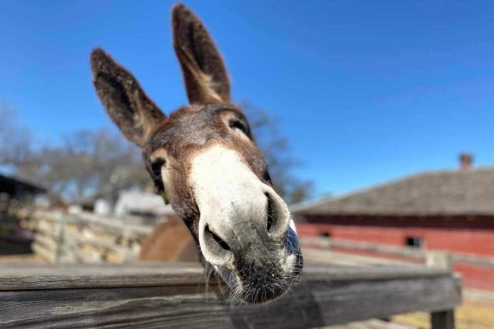 Check out these 7 events happening in Plano in April, May