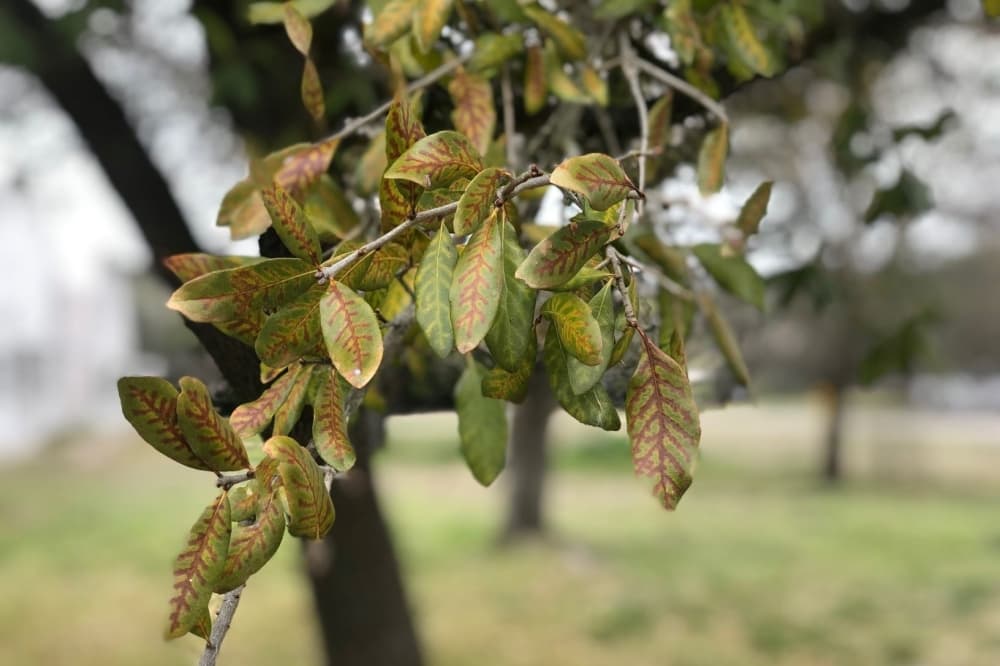 How to prevent, detect and treat oak wilt in trees