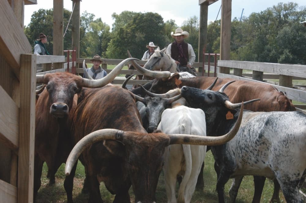 Foundation sells 1,500 acres of George Ranch property to Johnson Development for new community