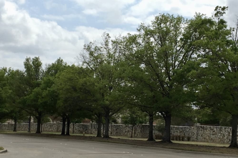 ‘A long time coming:’ Frisco council OKs simplified landscape regulations