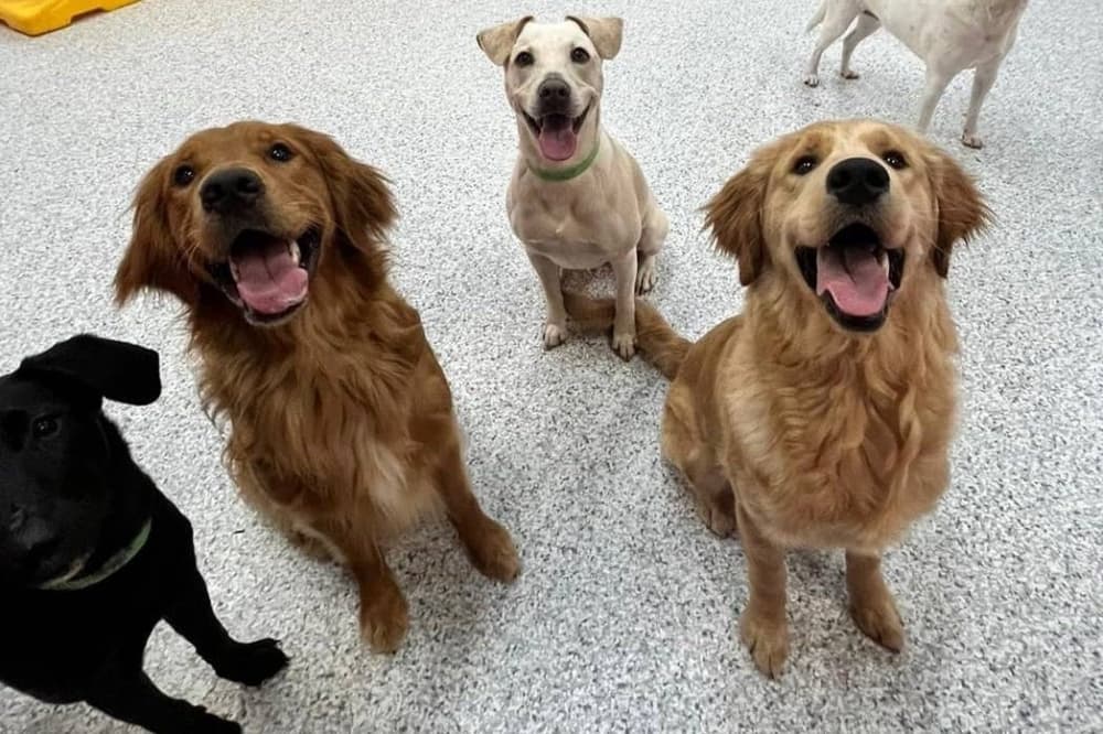 The Dog Stop offers day care, grooming in Plano