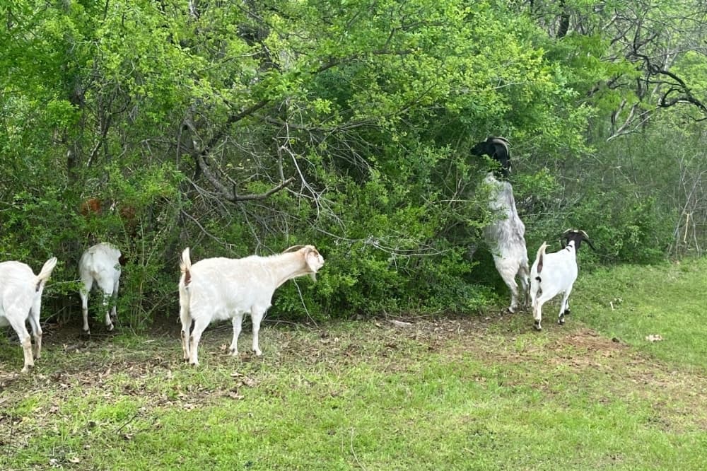 Lakeway to celebrate new service goats with petting zoo