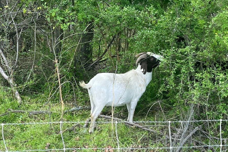 Goat eating
