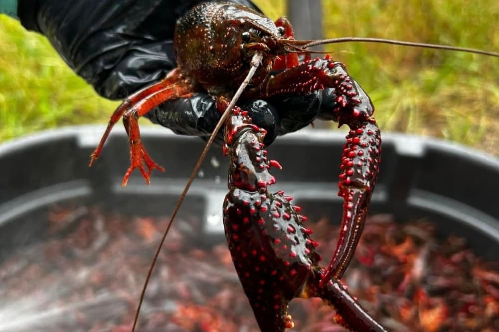 crawfish boil