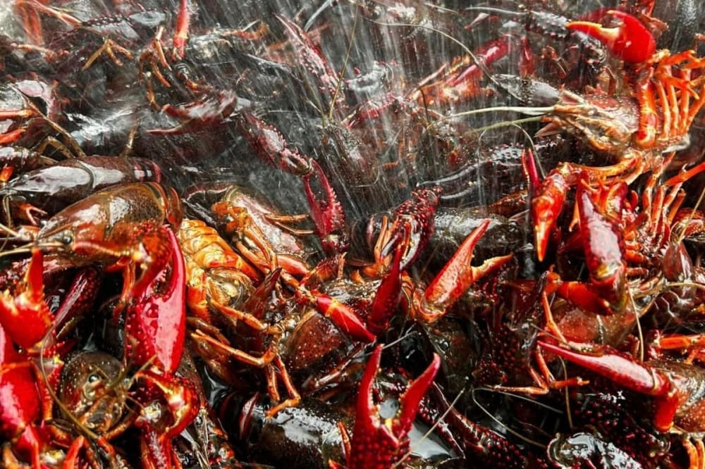 crawfish boil