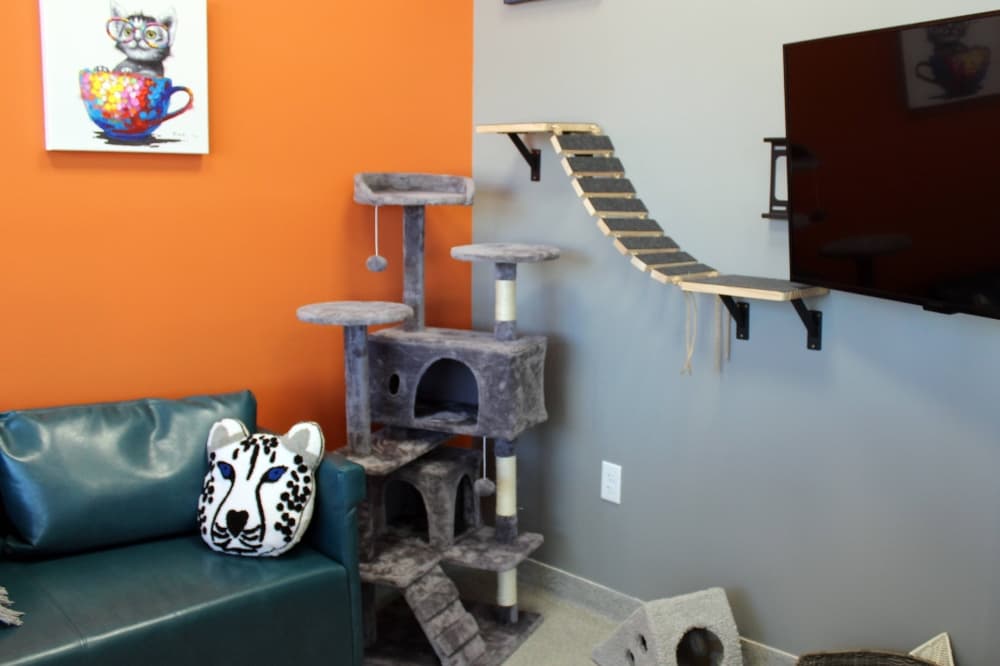 Room with couch, tv and cat climbing apparatuses. 