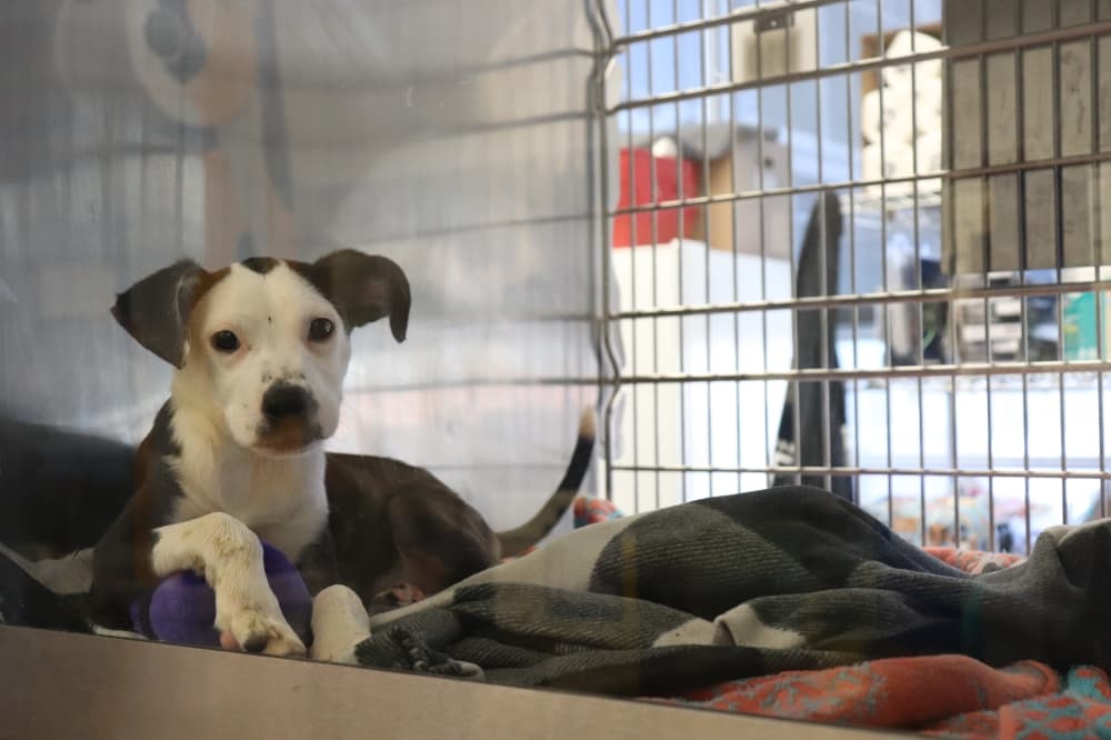 Austin Animal Center reaches capacity 'crisis'