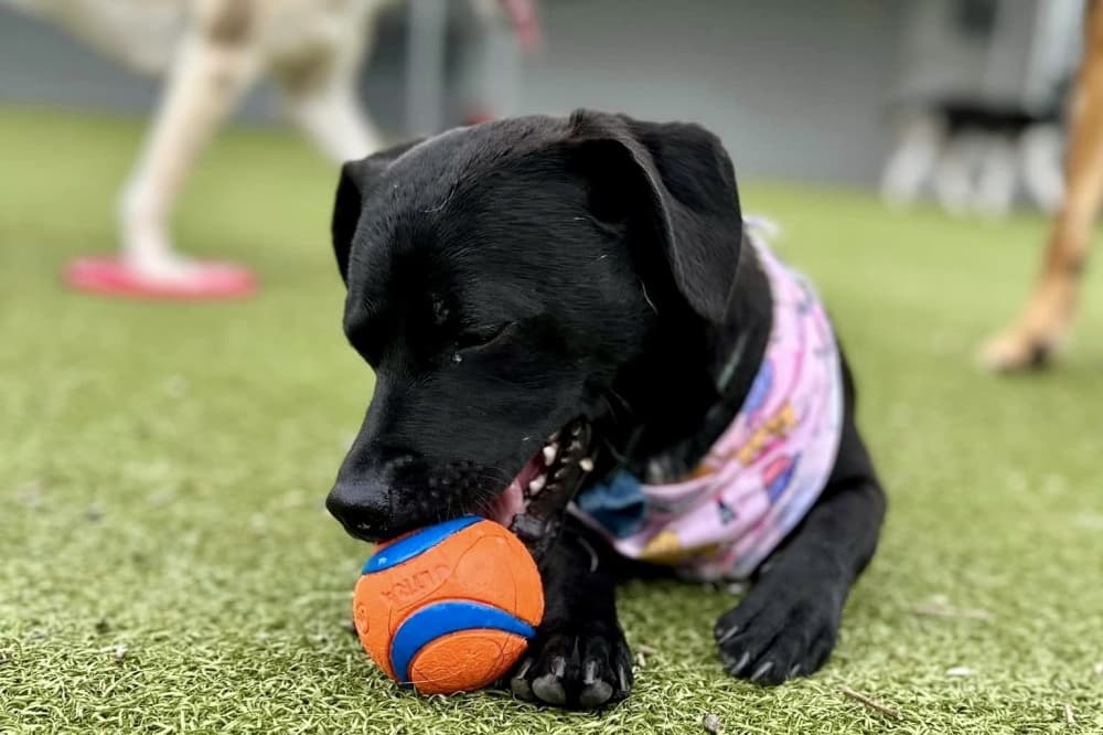 Humble-based Wet Nose Lodge & Spa specializes in real-life dog training 