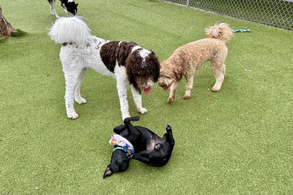 dogs playing