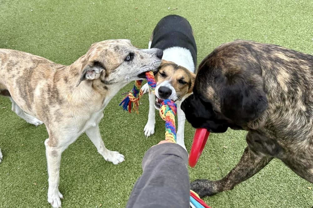 dogs with rope