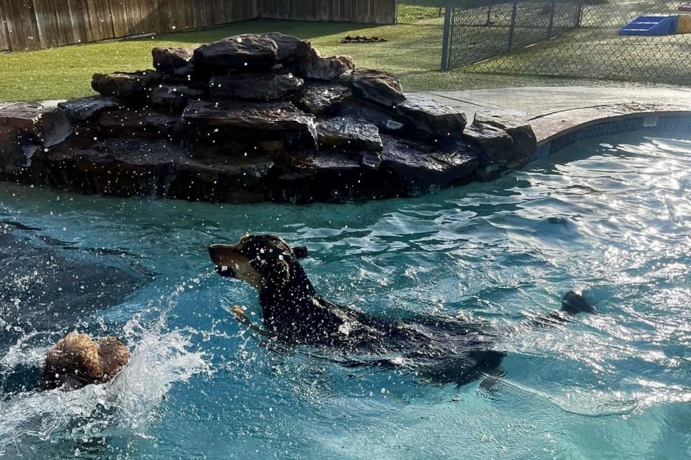 Dog in pool