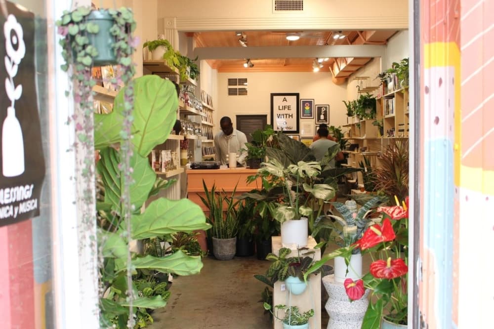 Heights location Blessings Plants and Music