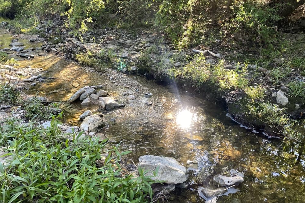 A creek in the watersheed with green trees surrounding it is shown.