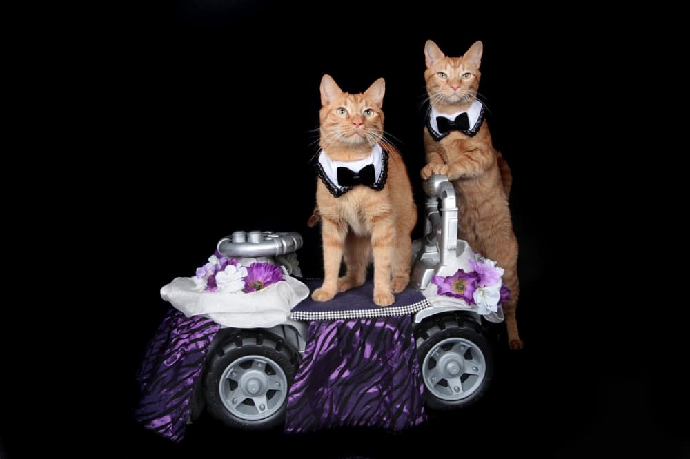 Dancing cats, a women-led music festival and more on tap for Austin in May