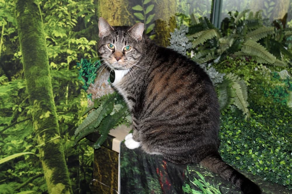 The Charming Cat Corner offers themed settings for meeting, adopting felines in Lewisville