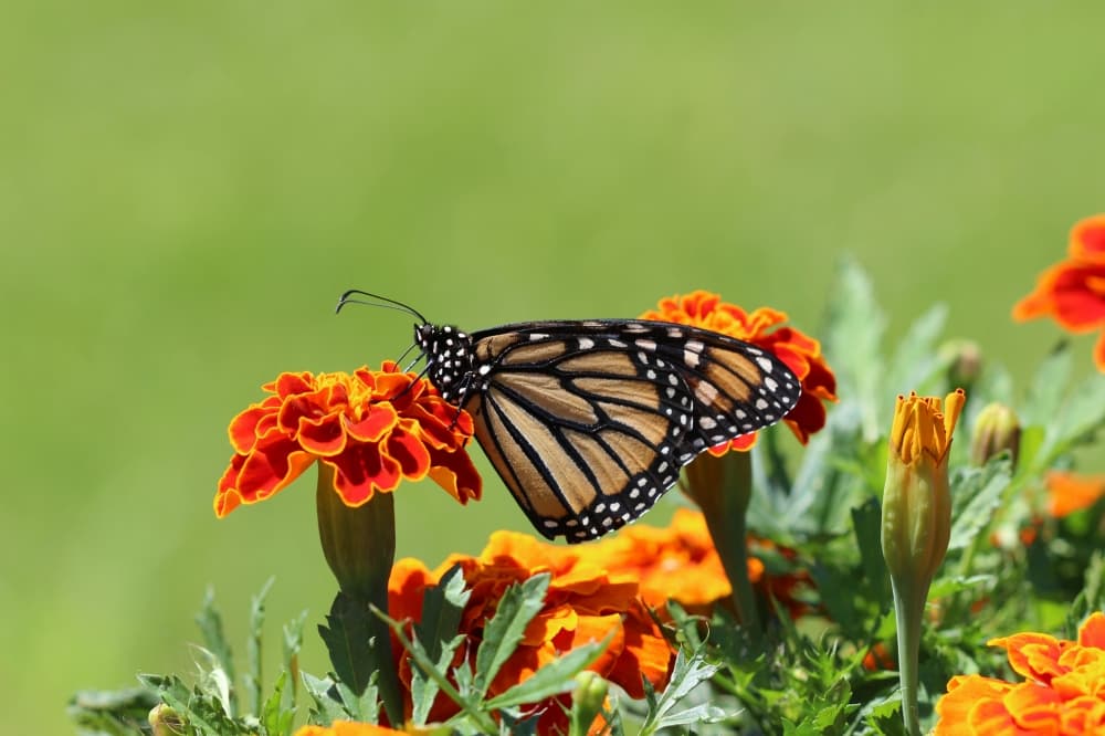 Fall Creek to celebrate grand opening of butterfly garden at Enclave Park