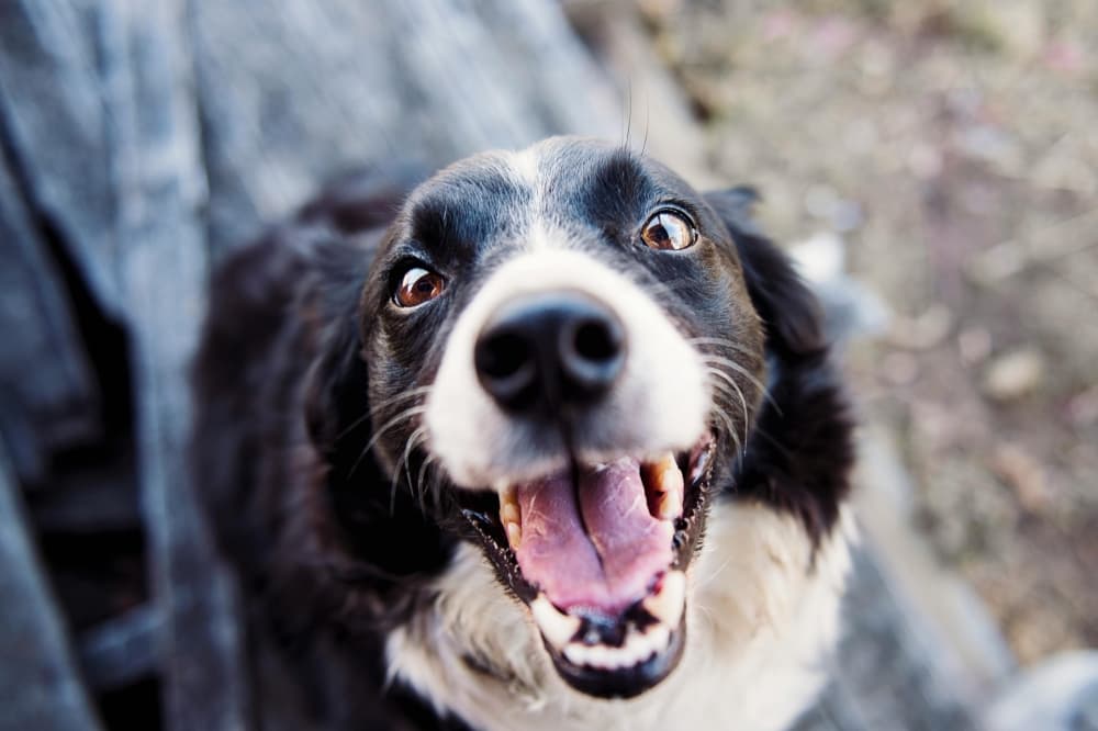 A new thrift store benefiting animals at Austin Pets Alive! opened April 13 in Pflugerville. (Courtesy Pexels)