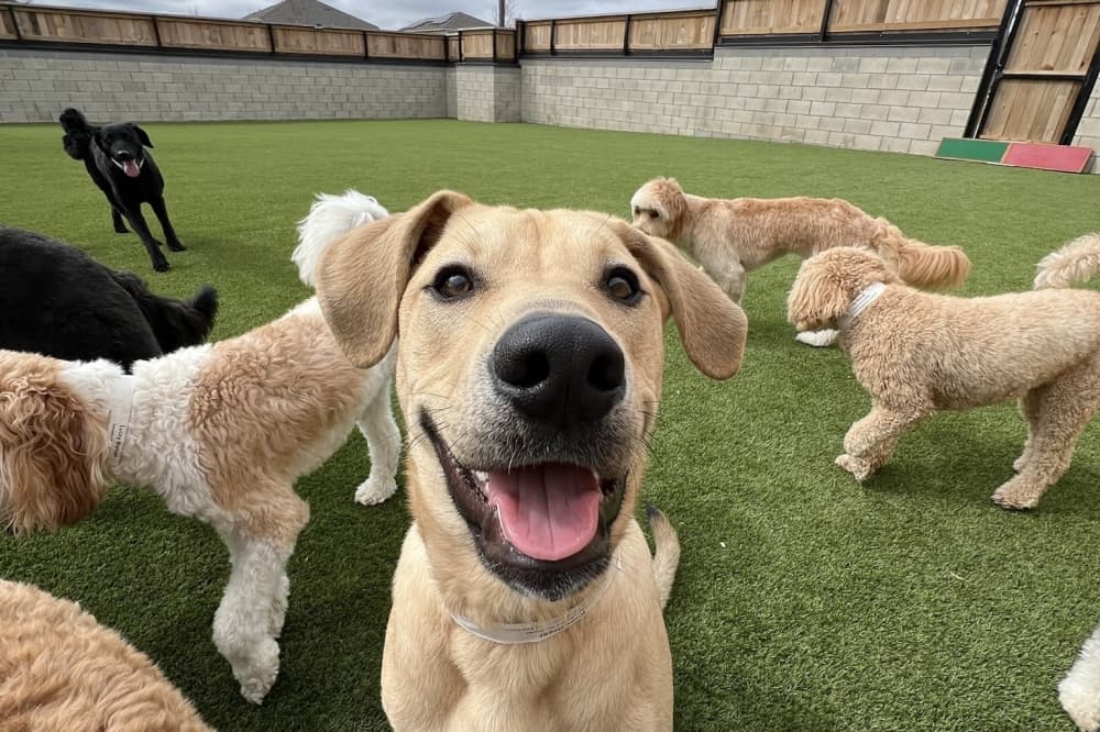 Veterinarian-owned pet resort in Bee Cave offers pet boarding, peace of mind for pet parents
