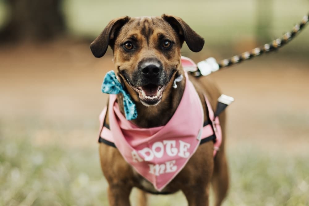 Sugar Land looks to add dangerous dog fees, establish a community cat program