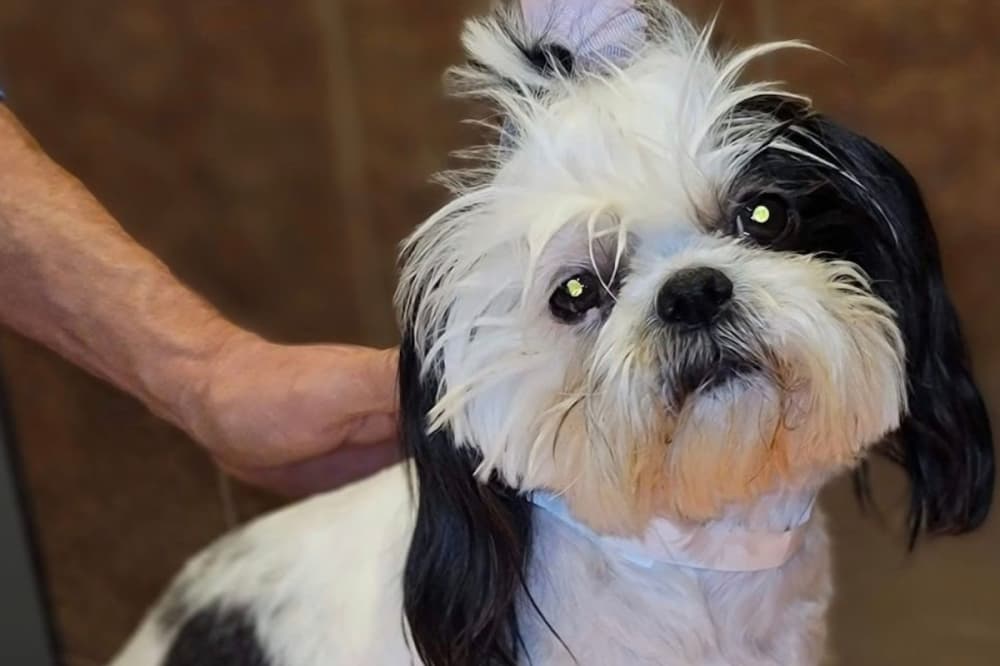 Thrive Pet Healthcare opens new North San Antonio clinic