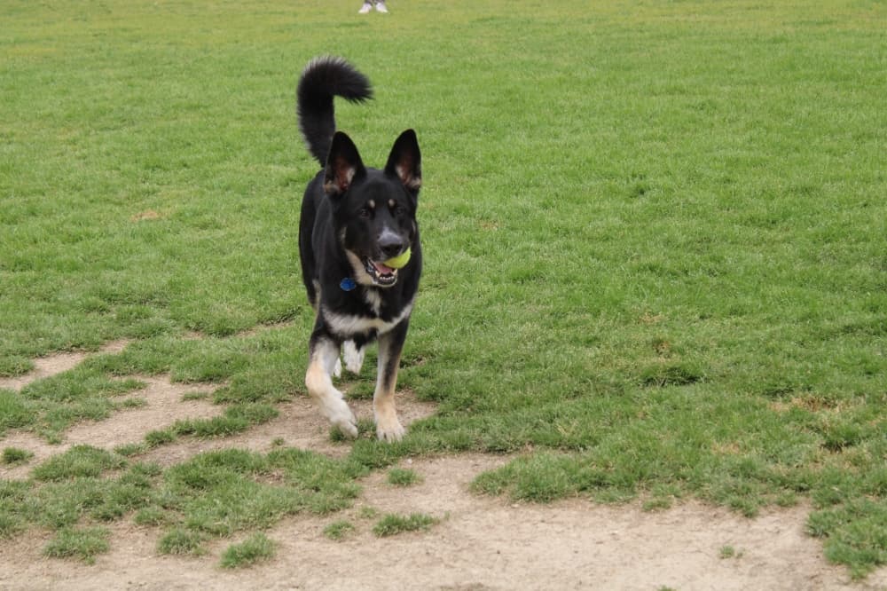 A dog named Tobias playing fetch.