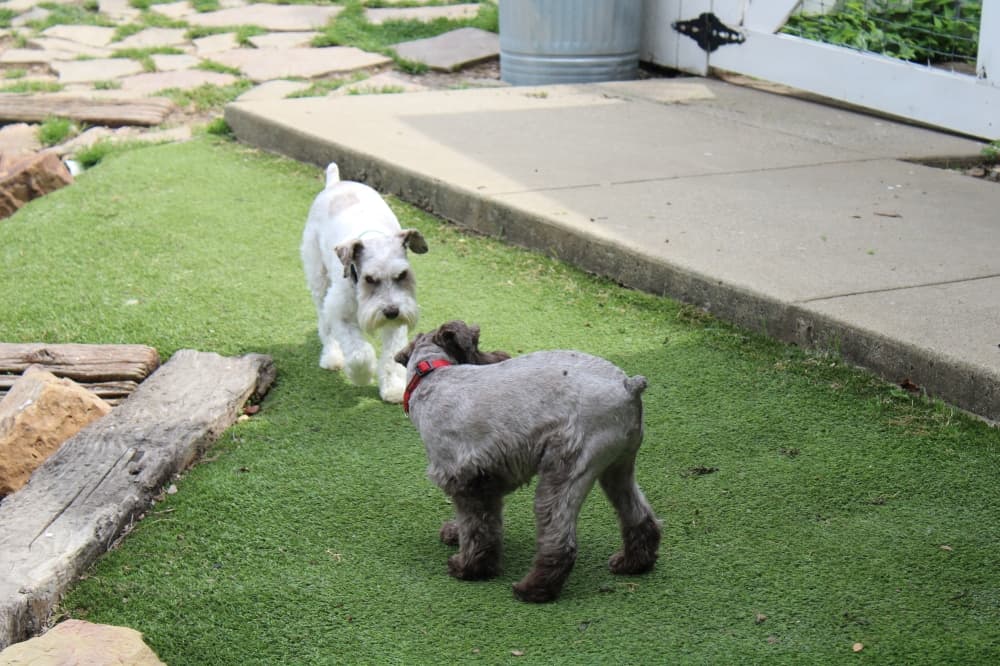 Two dogs, Archie and Charlie Brown, playing. 