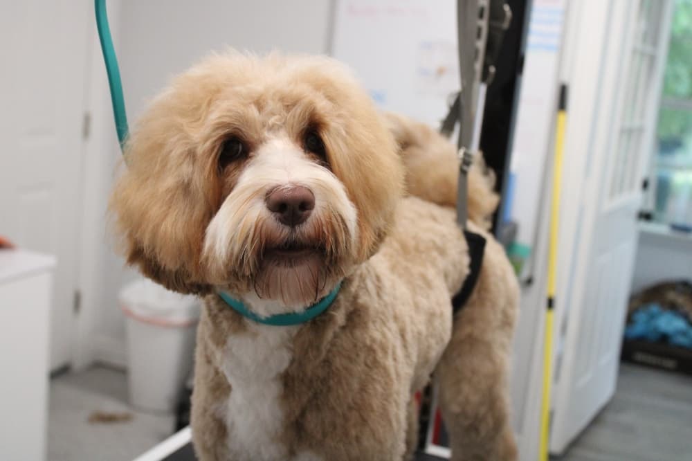 Fetch Me Later aims to provide specialty pet care in McKinney