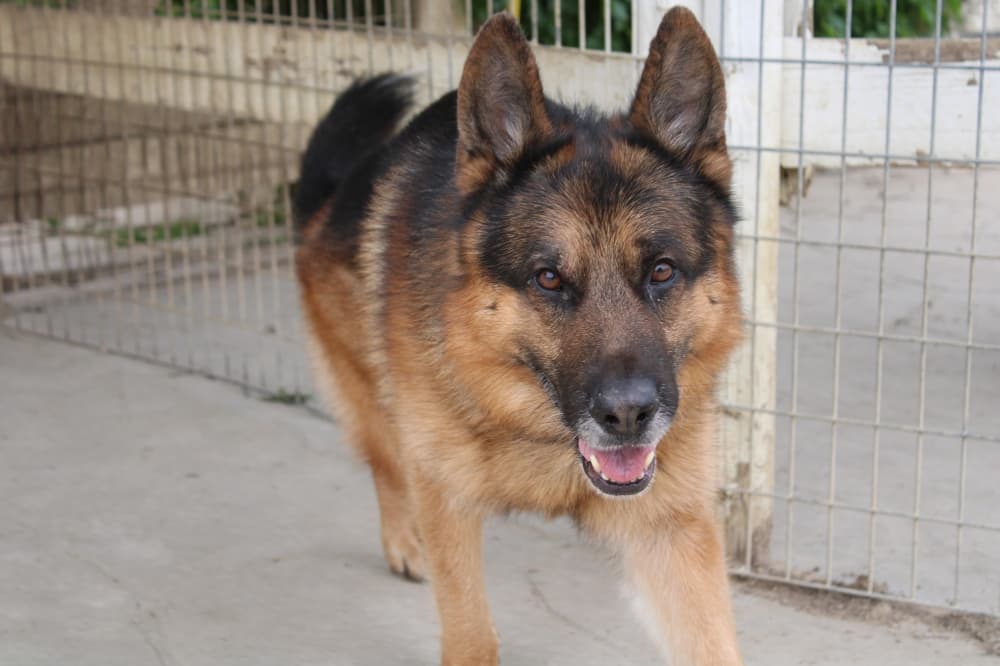 A dog, Fritz, is at Fetch Me Later